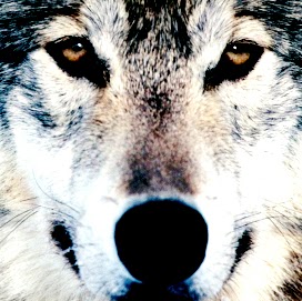 Erik Wolf Photo 7