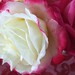 Rose Sharp Photo 18