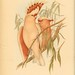 John Gould Photo 54