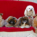 Cynthia Crews Photo 22