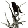 Elizabeth Crow Photo 23