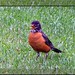 Robin Frame Photo 26