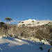 David Forest Photo 12