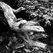 Willard Carter Photo 19