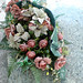 Suzanne Flores Photo 22