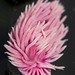 Rose Hopkins Photo 25