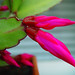 Teresa Flores Photo 16
