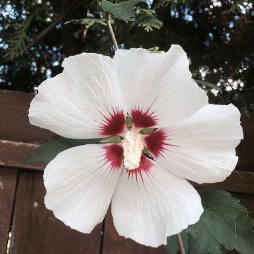 Elizabeth Flowers Photo 35