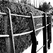 Harold Hedges Photo 14