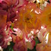 Rose Hercules Photo 6