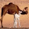 Mahmood Mohammed Photo 30
