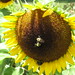 Bee Yang Photo 37