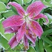 Carole Webster Photo 28
