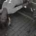 Hope Rowe Photo 12