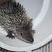Debbie Potter Photo 12