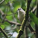 Robin Whitehead Photo 32