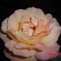 Ruth Ratliff Photo 12