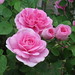 Carol Moyer Photo 21
