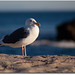 Johnathan Beach Photo 12