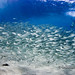 Sean Fish Photo 19