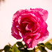 Rosa Rose Photo 13