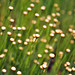 Joanne English Photo 14