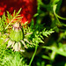 Melissa Green Photo 19