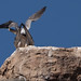 Michael Falco Photo 39