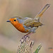Robin Dow Photo 15