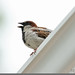 Morris Sparrow Photo 11
