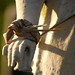 Rose Angel Photo 22