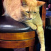 Cedric Adams Photo 22