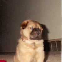 Donna Allred Photo 34