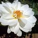 Sharon Busch Photo 7