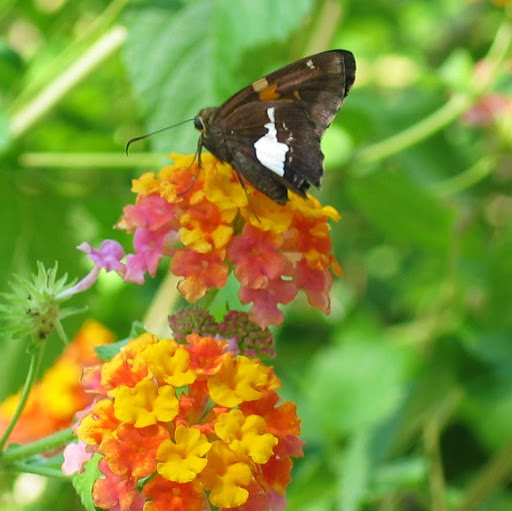 Donna Shumate Photo 11