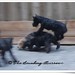 Scott Burrows Photo 14