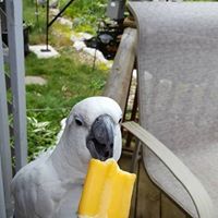 Sharon Phillips Photo 32