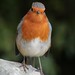 Robin Roe Photo 10