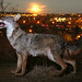 Carl Wiley Photo 25