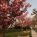 Thu Trinh Photo 22