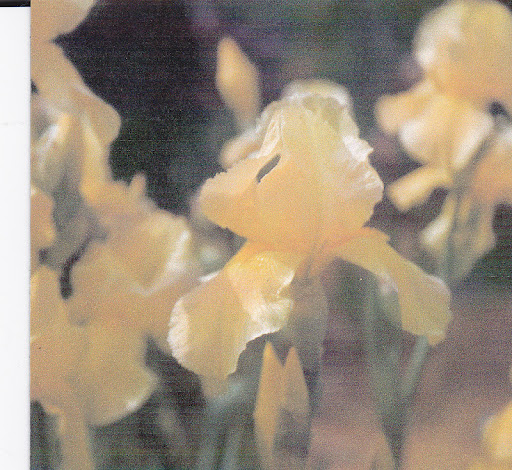 Patricia Day Photo 29