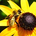 Susan Winters Photo 24
