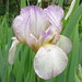 Carolyn Rose Photo 41