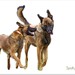 Rex Burns Photo 11