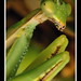 Dan Devore Photo 22