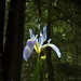 Jedediah Johnson Photo 10
