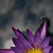 Lily Jou Photo 5