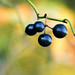 Sue Berry Photo 27
