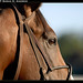 John Terranova Photo 20