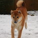 Marty Snow Photo 9